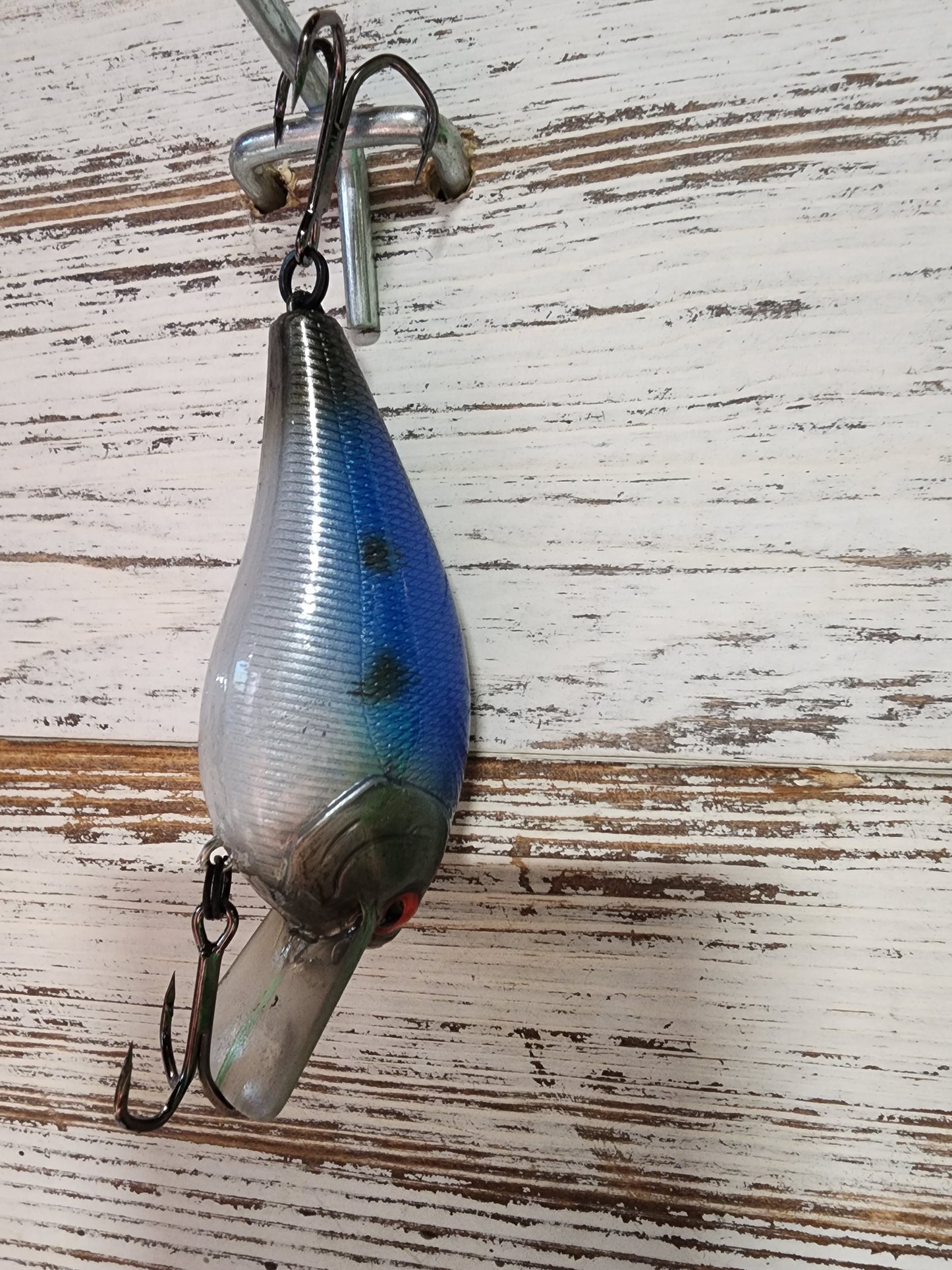 Blueback shad crank bait